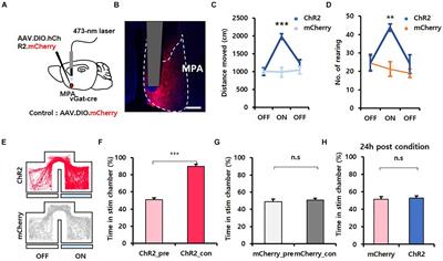 An Inhibitory Medial Preoptic Circuit Mediates Innate Exploration